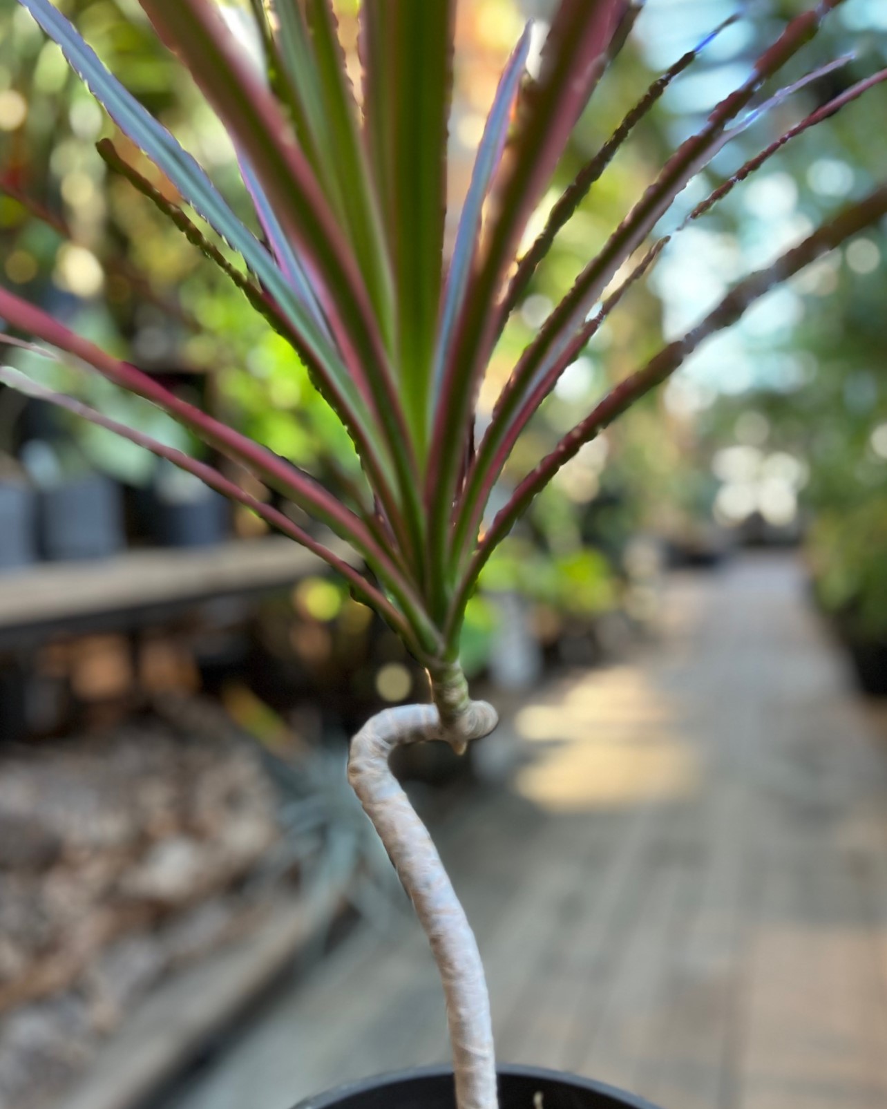 コンシンネ．レインボー コルジネ 観葉植物 - 植物/観葉植物