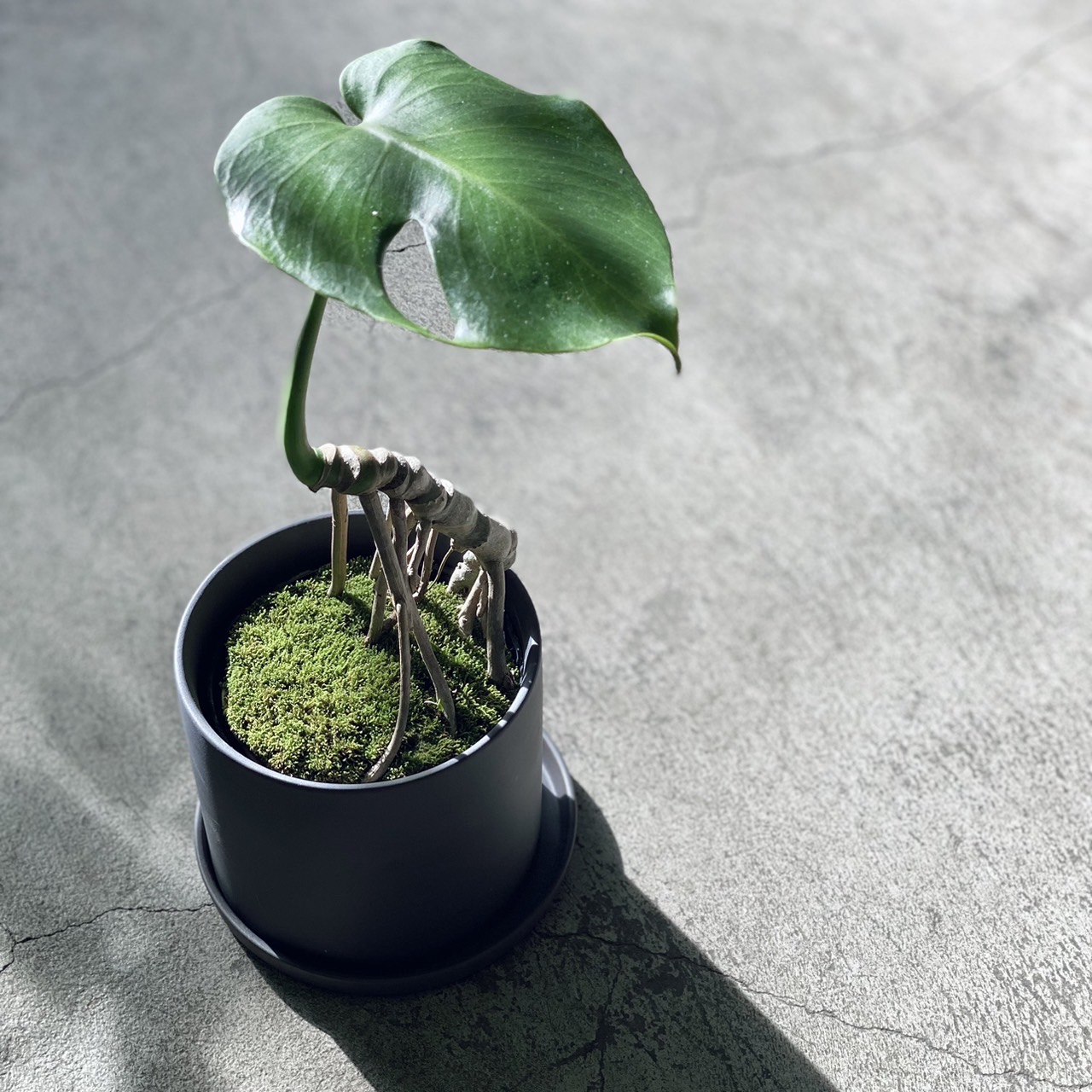 植物のおはなし VOL.33